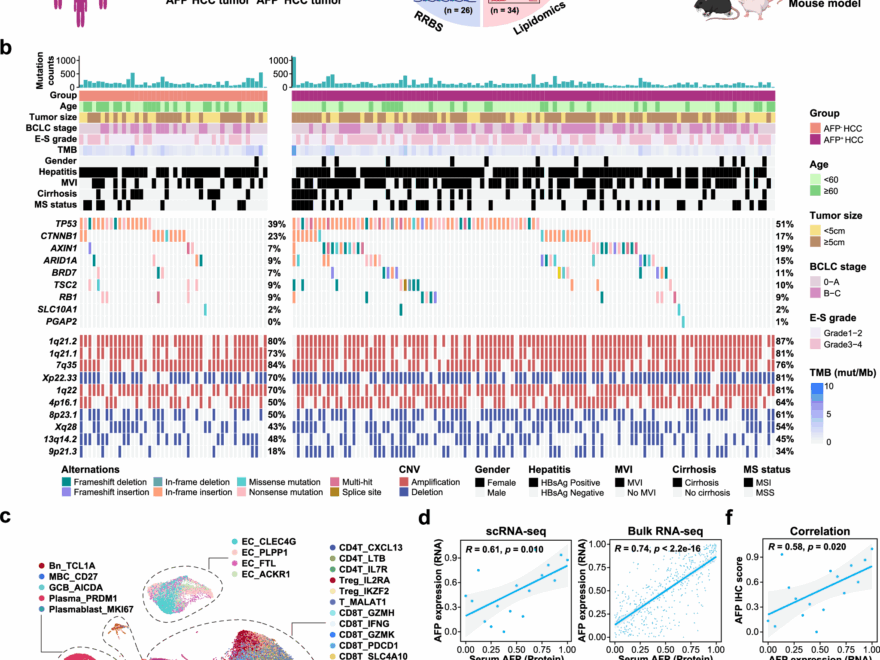 Androgen Receptor Promotes Arachidonic Acid Metabolism And Angiogenic Microenvironment In AFP negative Hepatocellular Carcinoma Nature Communications