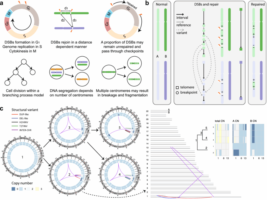 Cell cycle Dependent DNA Repair And Replication Unifies Patterns Of Chromosome Instability Nature Communications
