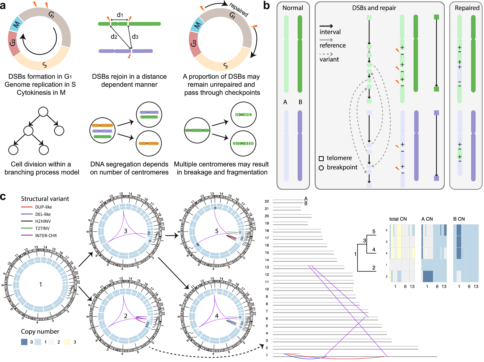 Cell cycle Dependent DNA Repair And Replication Unifies Patterns Of Chromosome Instability Nature Communications