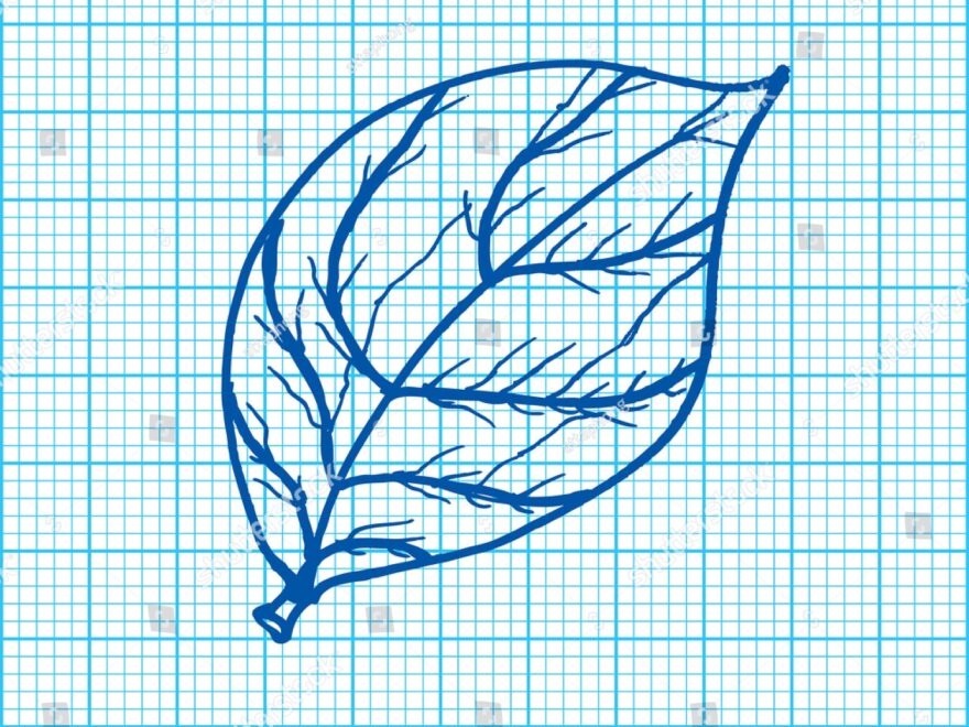 Drawing Leaves On Graph Paper Vector Stock Vector Royalty Free 170518301 Shutterstock