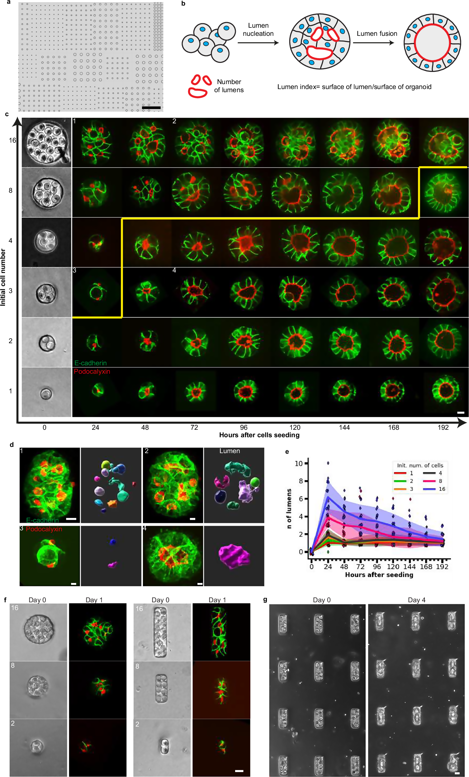 Graphpad 5mm Paper With Date Project Number