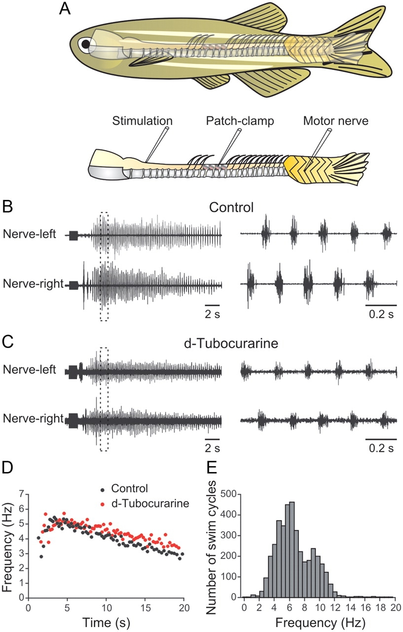 Initiation Of Locomotion In Adult Zebrafish Journal Of Neuroscience