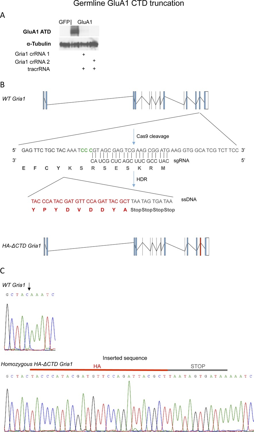 Long term Potentiation Is Independent Of The C tail Of The GluA1 AMPA Receptor Subunit ELife