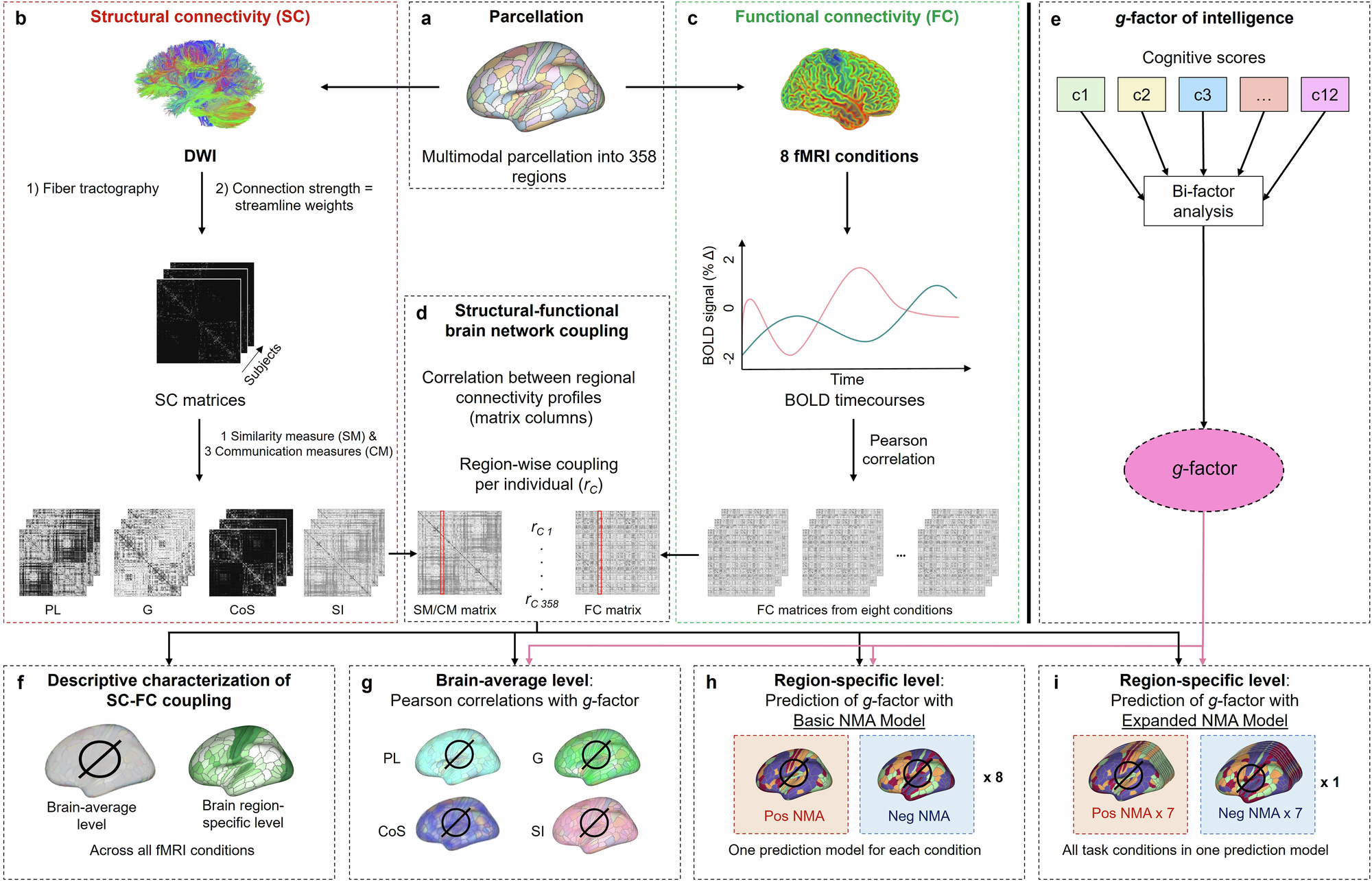 Structural functional Brain Network Coupling During Cognitive Demand Reveals Intelligence relevant Communication Strategies Communications Biology