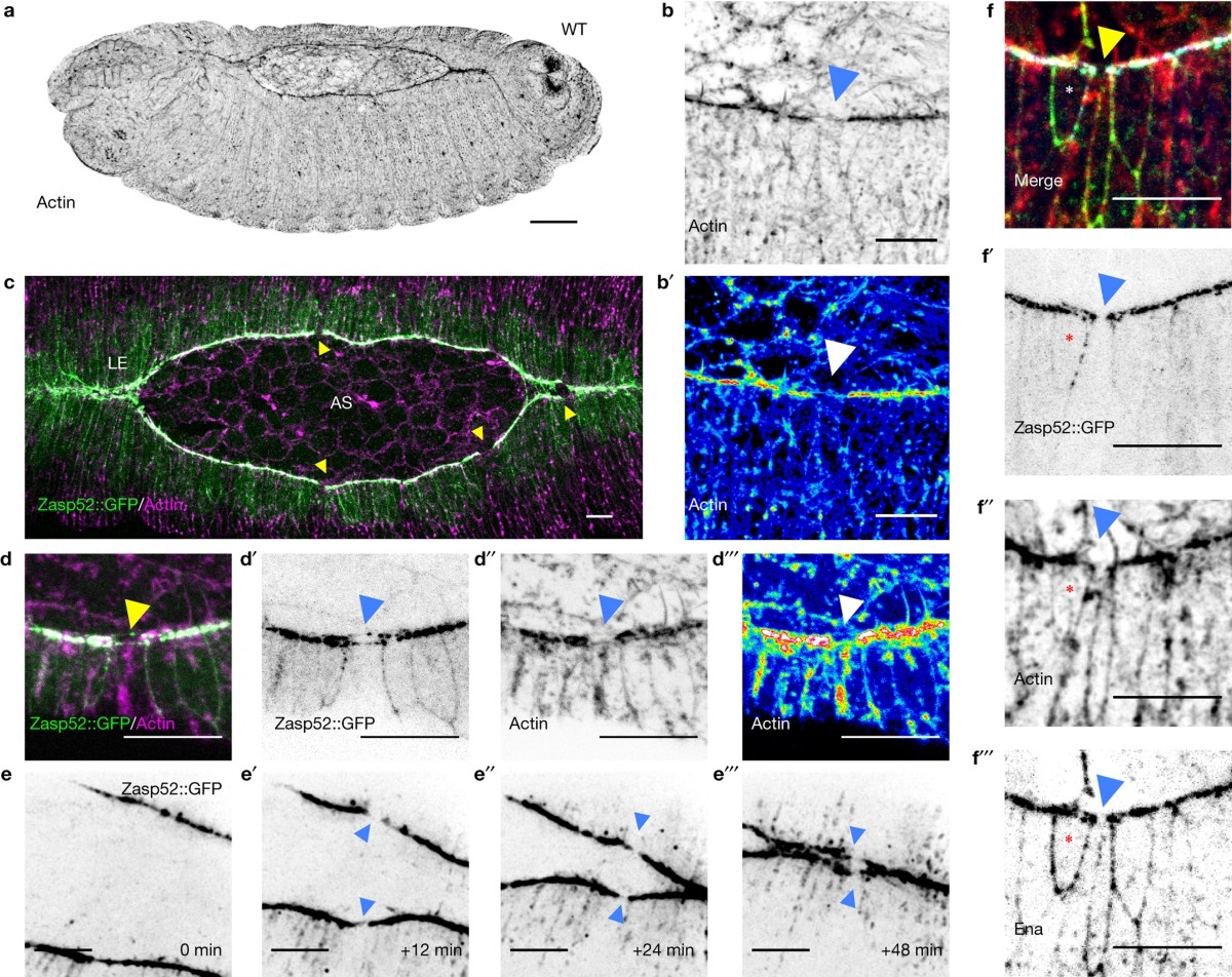 Fin Egraph Paper Printable