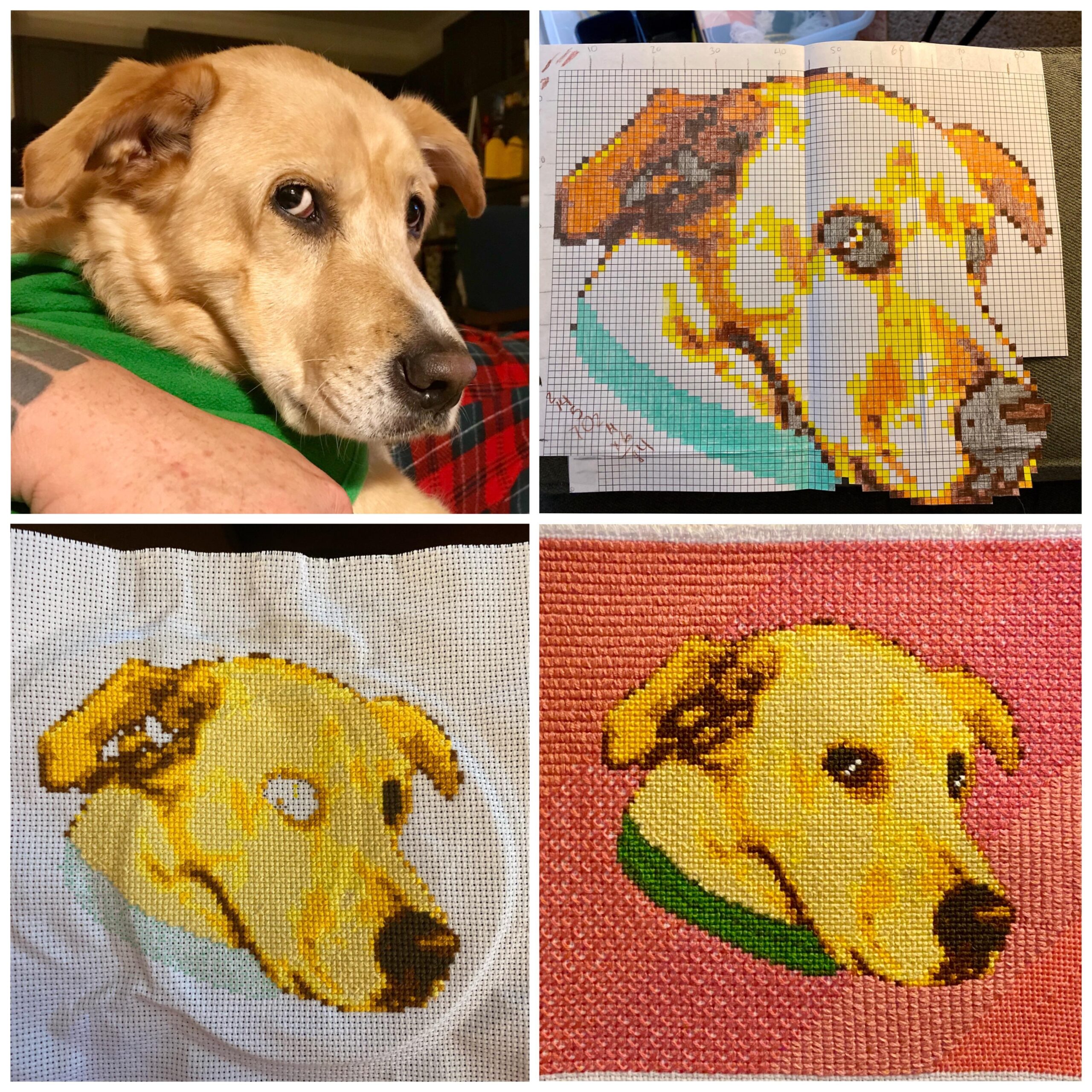 FO My Dog Bonnie Hand Drawn Pattern On Graph Paper The Eyes Were The Hardest Part R CrossStitch