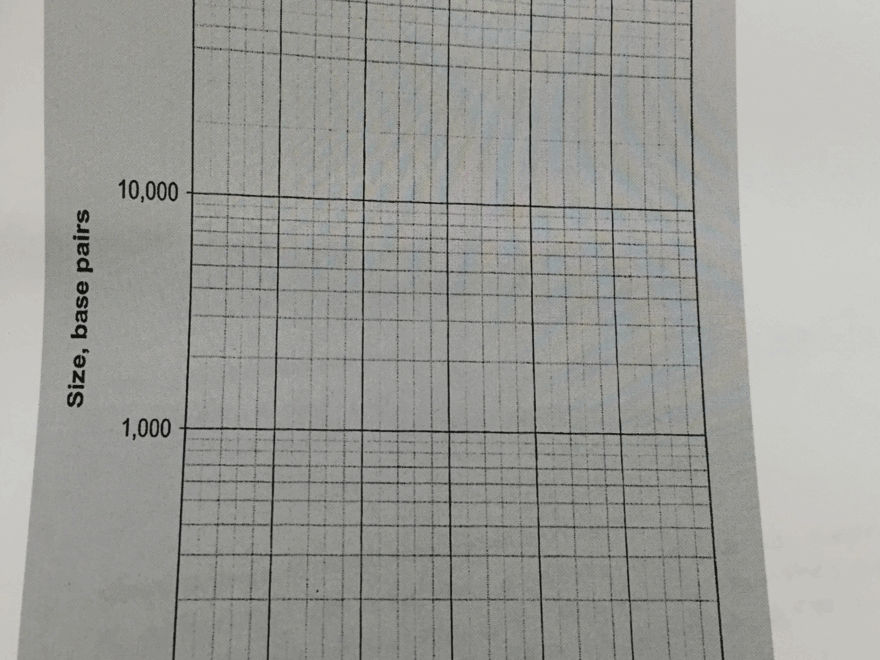 Solved Molecular Biology A Linear Fragment Of DNA Was Chegg